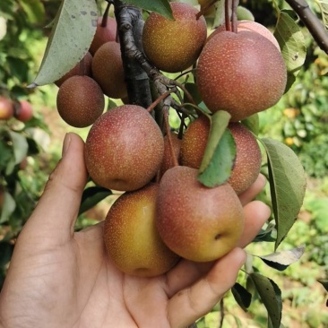 蜜梨涩梨葫芦梨。带购代办收购生梨。代加工，出售成品。