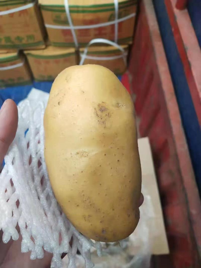 优质荷兰十五土豆，产地一手货源，价格便宜质量保障全国发货