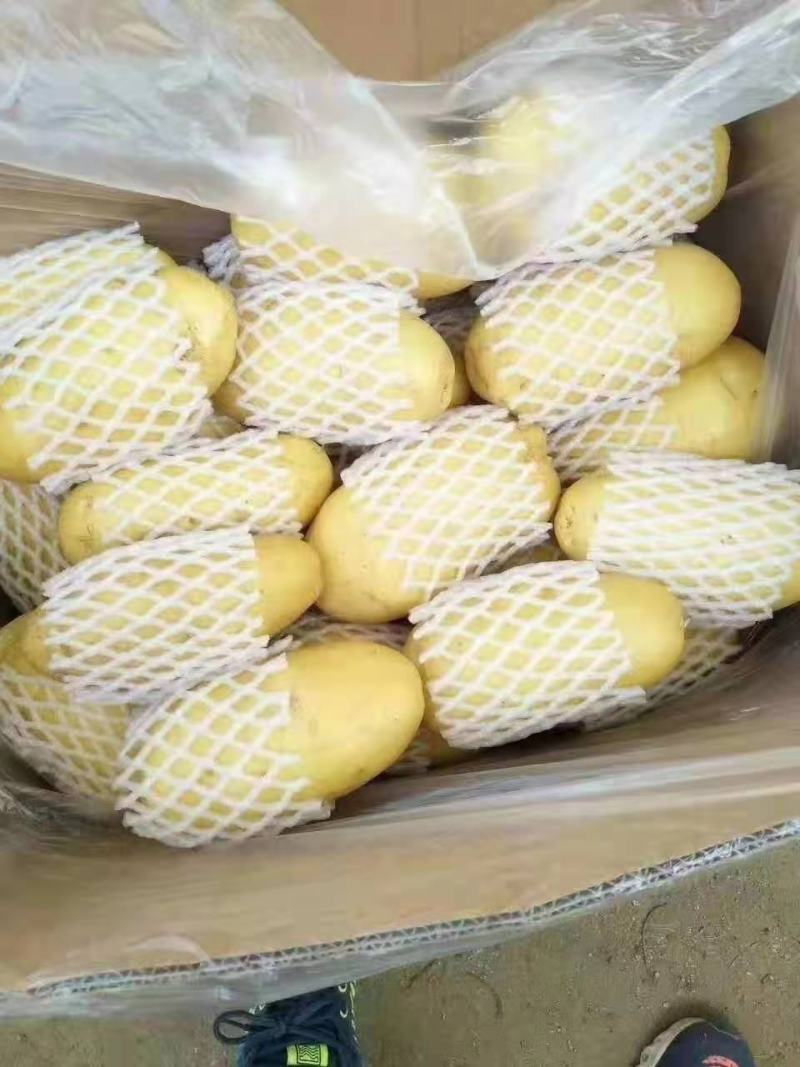 优质荷兰十五土豆，产地一手货源，价格便宜质量保障全国发货