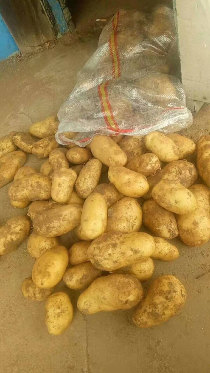 优质荷兰十五土豆，产地一手货源，价格便宜质量保障全国发货