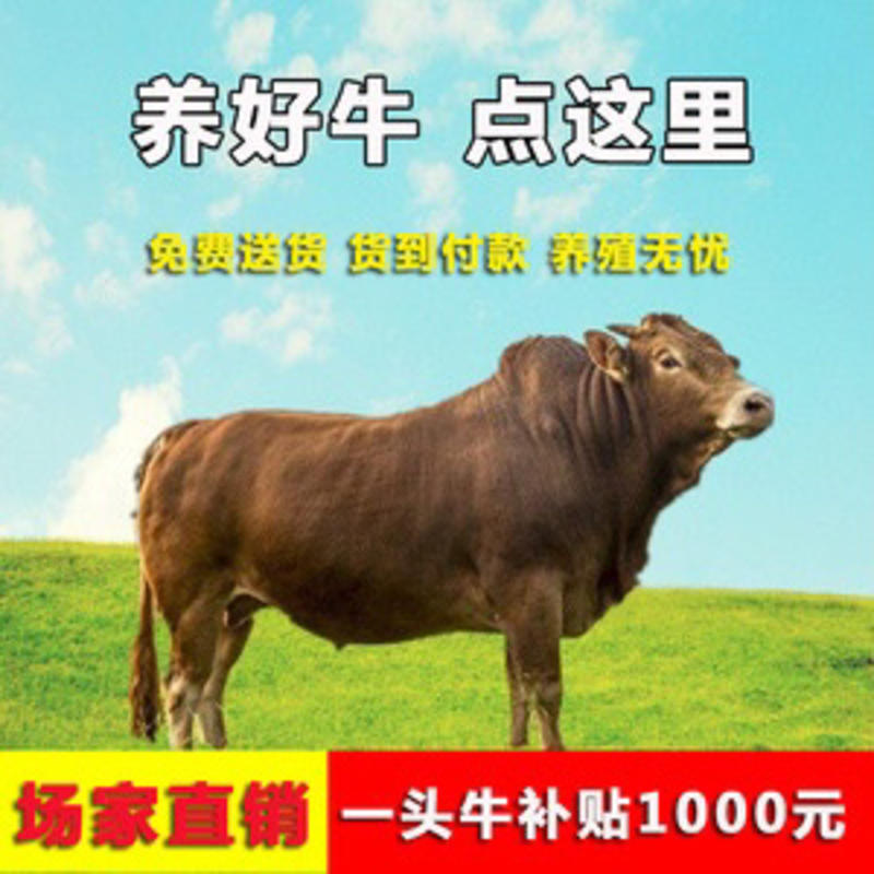 【精选】活苗肉牛犊牛仔纯种（鲁西黄牛犊）3-6个月包养殖技术