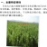 日本大阪蚕豆大蚕豆种籽，日本大白皮蚕豆种子陵西一寸大阪豆