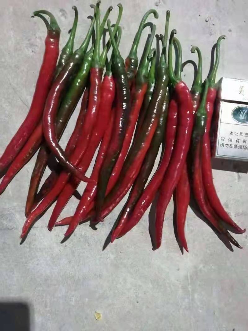 贵州3号线椒