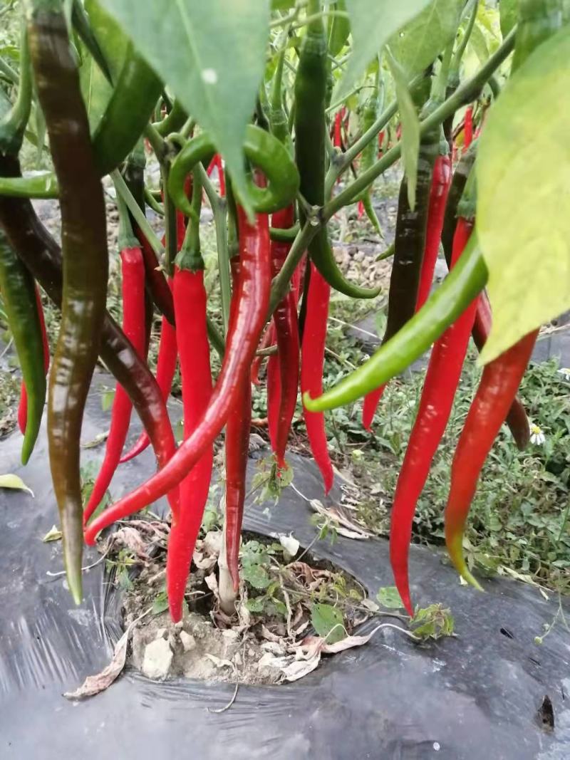 贵州3号线椒