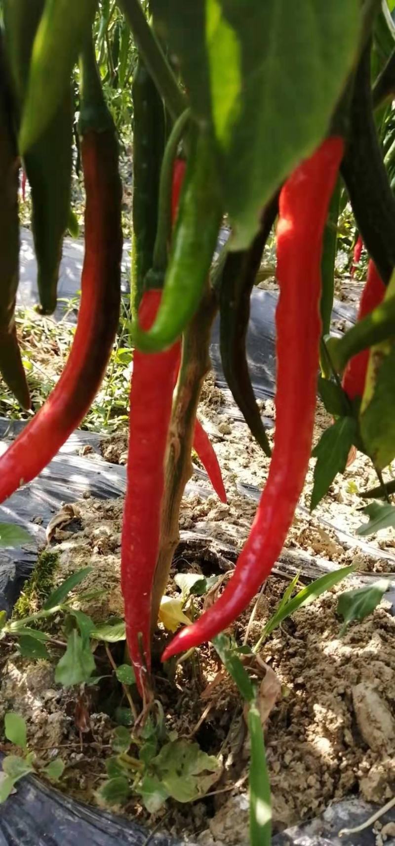 贵州3号线椒