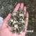 新茶茉莉花茶叶特级浓香型新茶茉莉花茶绿茶