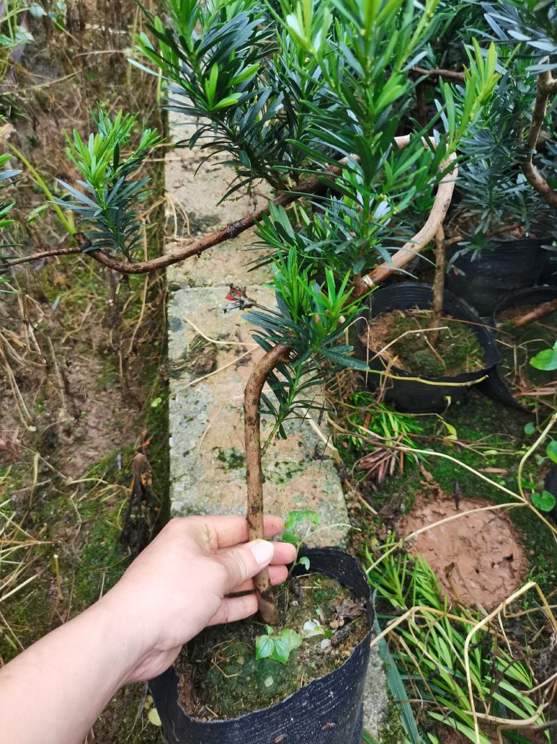 弯头罗汉松