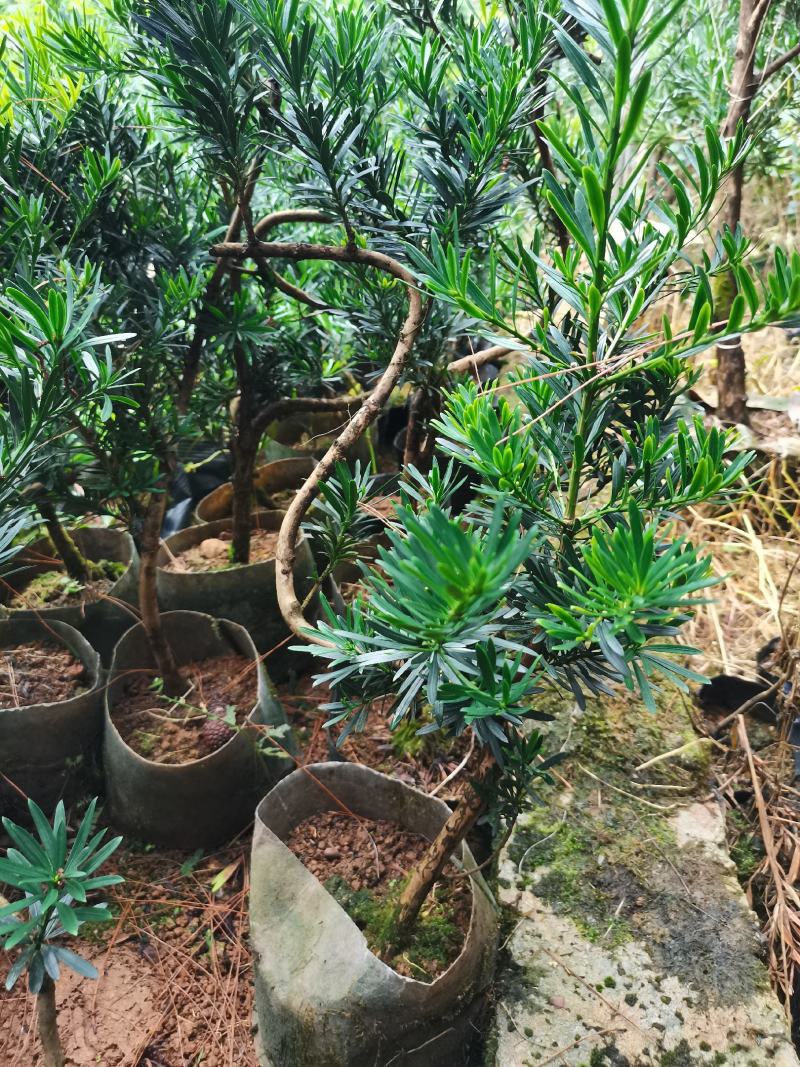 弯头罗汉松