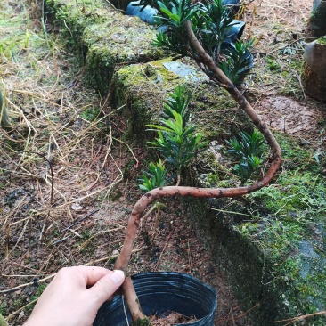 弯头罗汉松