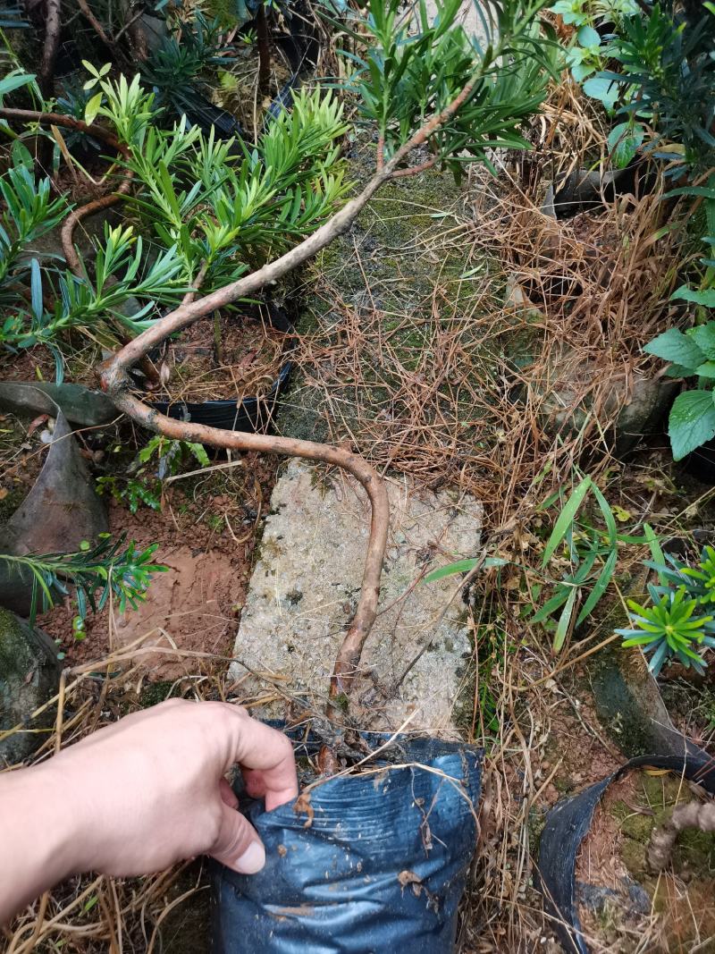 弯头罗汉松