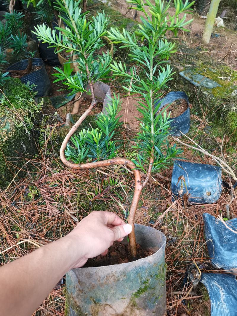弯头罗汉松