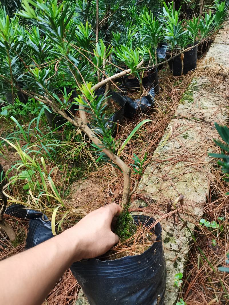弯头罗汉松