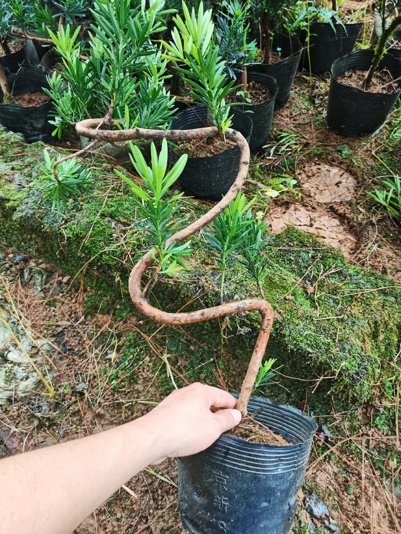 弯头罗汉松