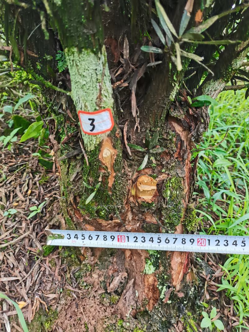 罗汉松