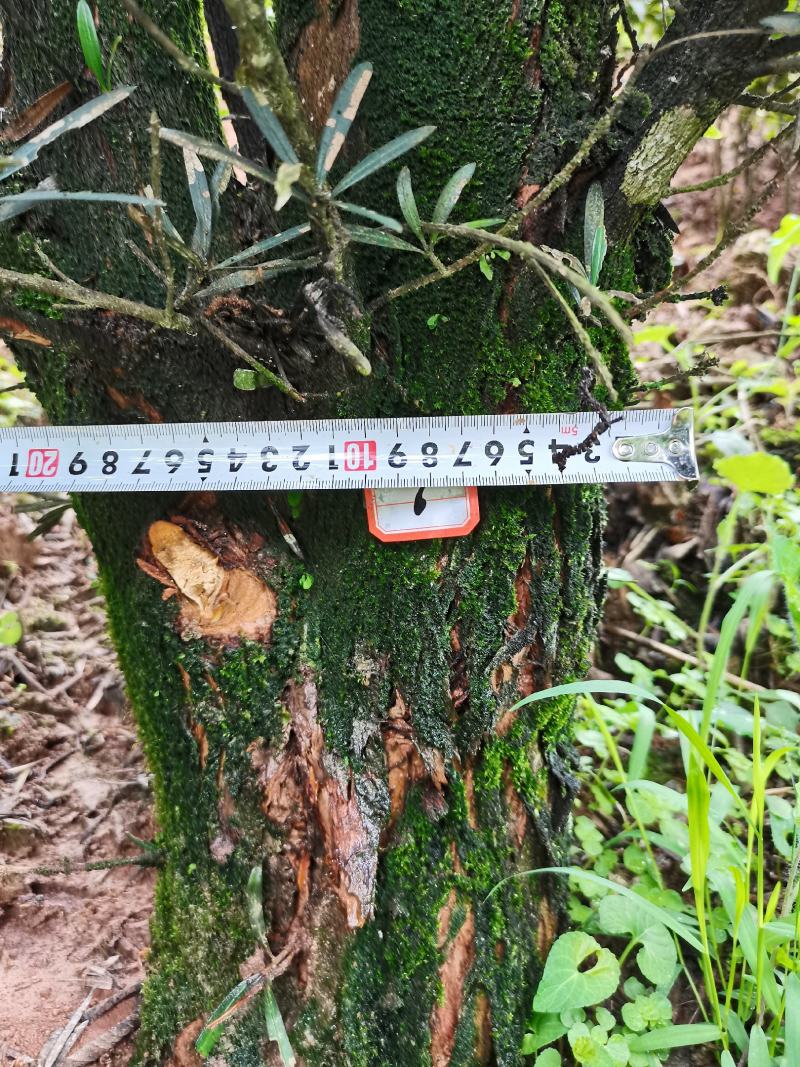 罗汉松