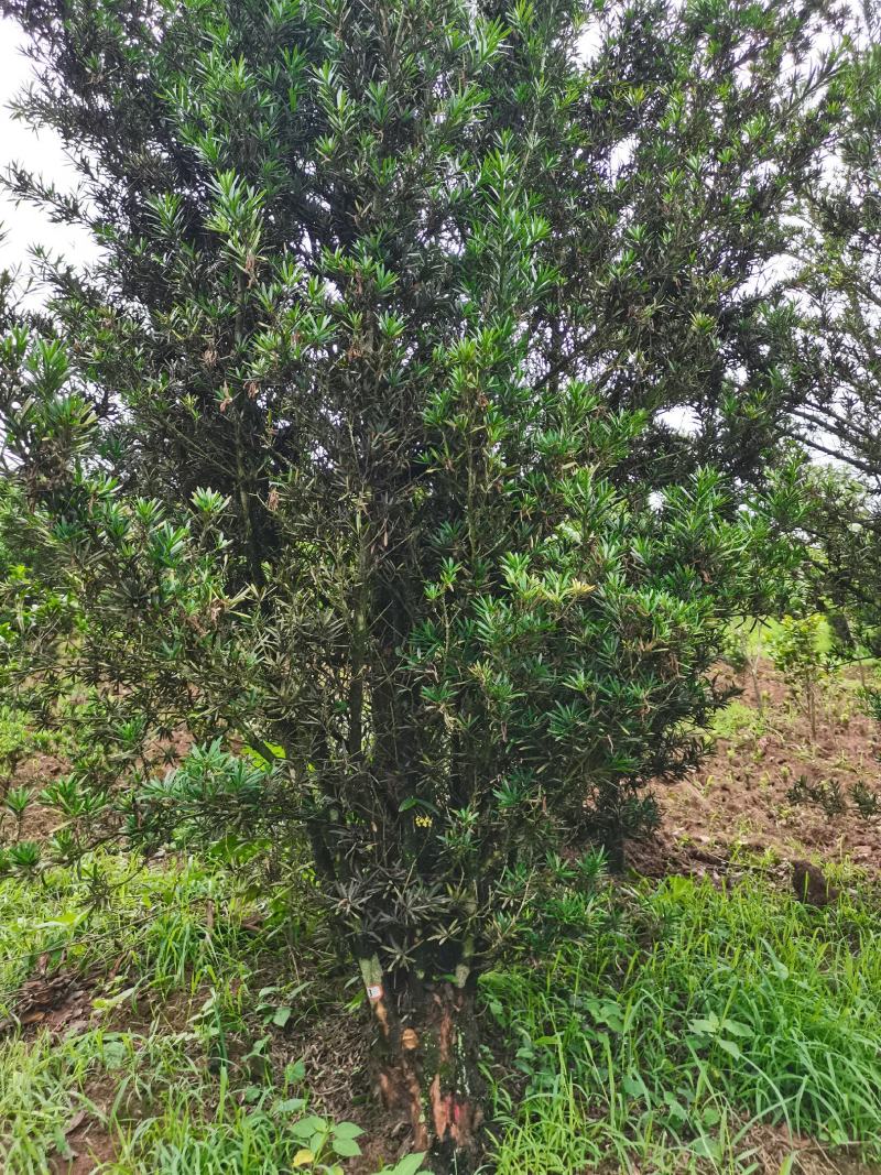 罗汉松