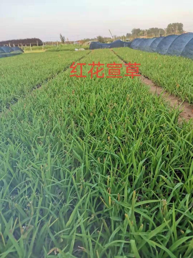 红花萱草，自产自销，价格实惠，一手货源，种植基地