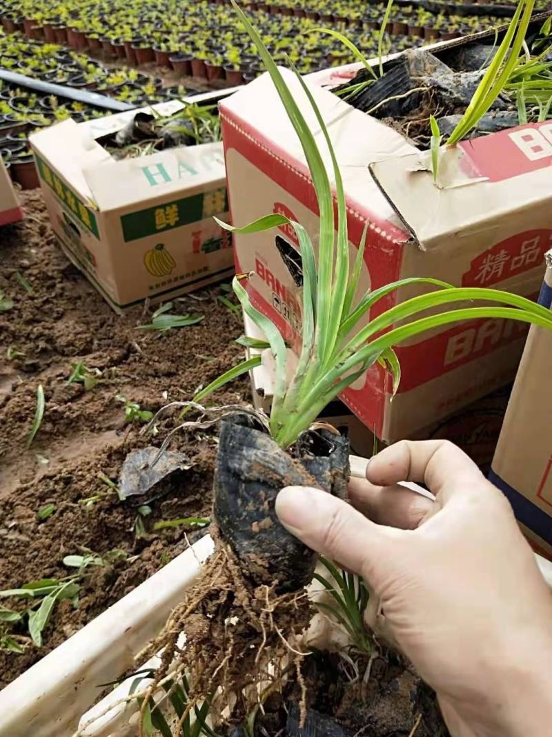 红花萱草，自产自销，价格实惠，一手货源，种植基地