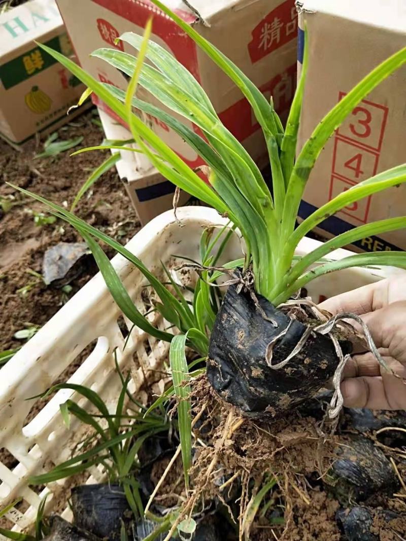 红花萱草，自产自销，价格实惠，一手货源，种植基地