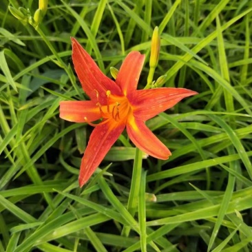 红花萱草，自产自销，价格实惠，一手货源，种植基地