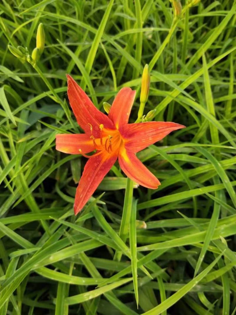 红花萱草，自产自销，价格实惠，一手货源，种植基地