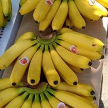 索菲亚菲律宾进口香蕉超市特价商超上海香蕉每天有货