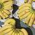 索菲亚菲律宾进口香蕉超市特价商超上海香蕉每天有货
