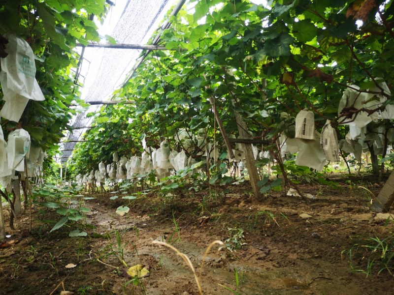 广西桂林兴安阳光玫瑰葡萄大串甜过初恋脆过薯片