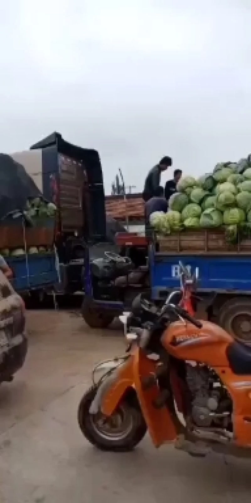 甘蓝