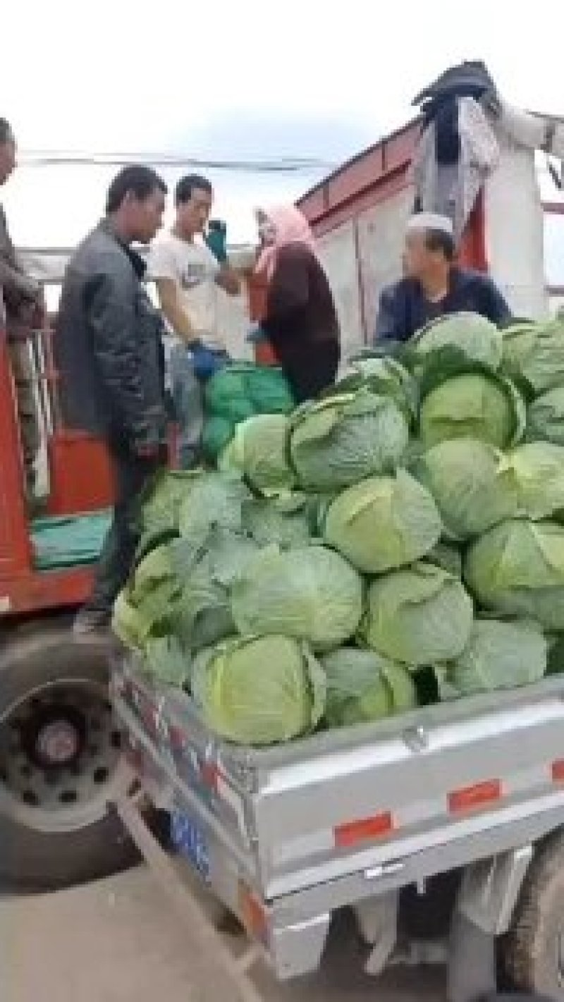 甘蓝