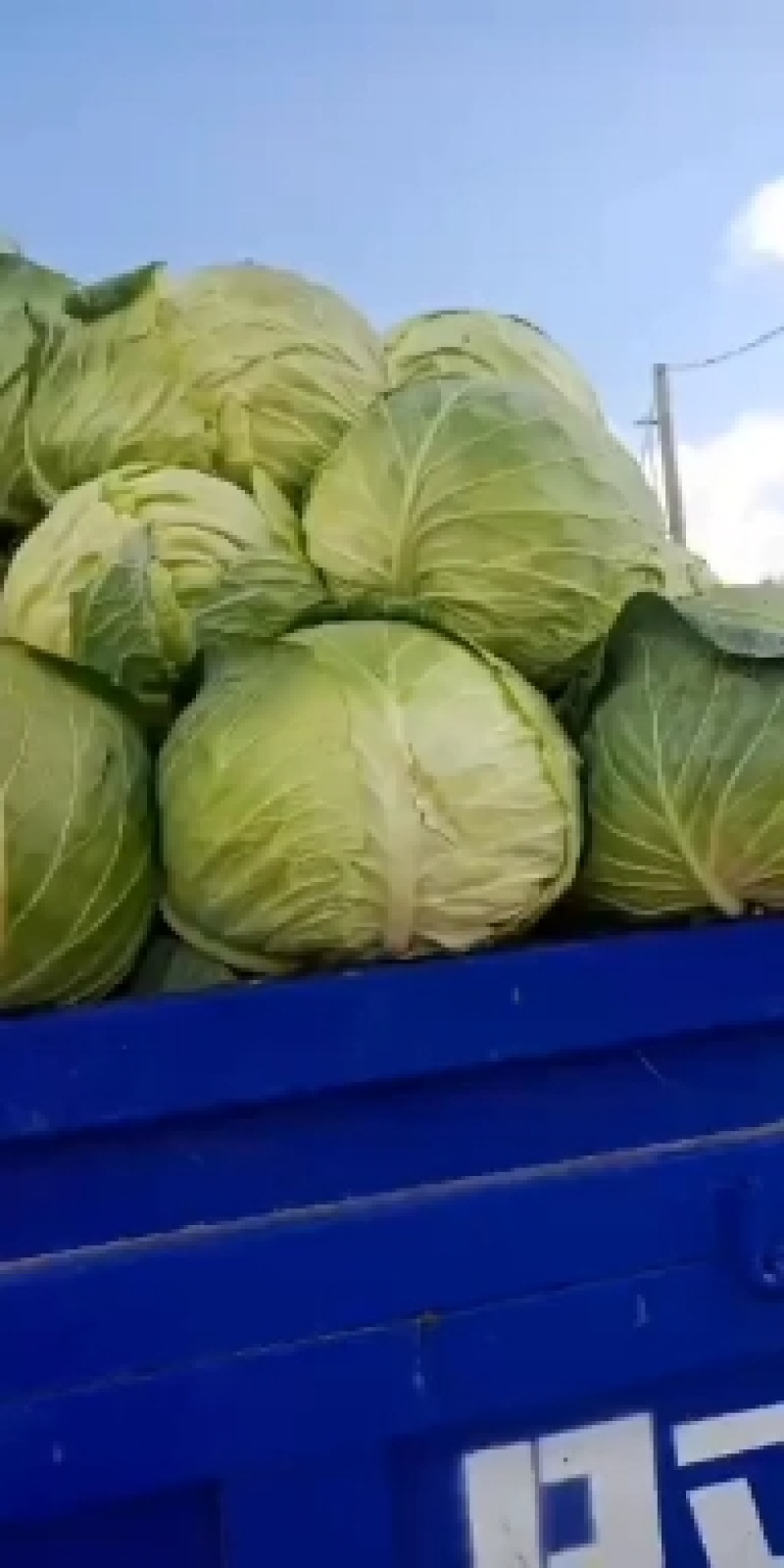 甘蓝