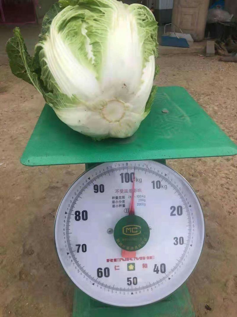 新鲜大白菜