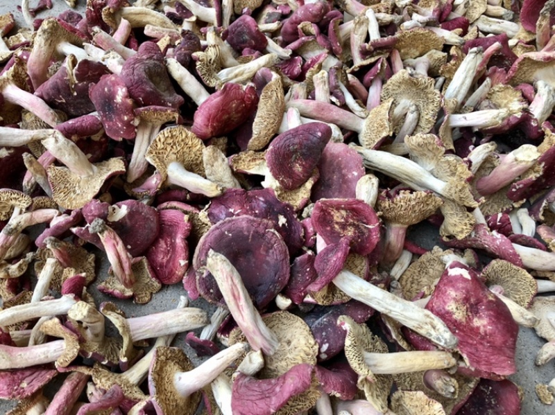 野生红蘑菇批发红菇干货500g开菇红香菌河南产地