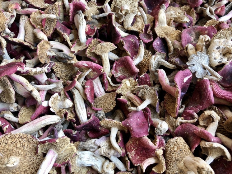 野生红蘑菇批发红菇干货500g开菇红香菌河南产地