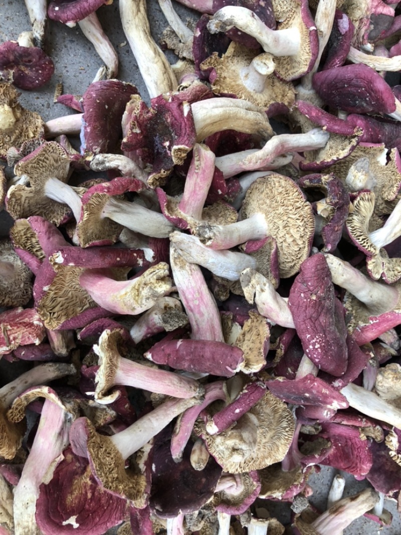 野生红蘑菇批发红菇干货500g开菇红香菌河南产地