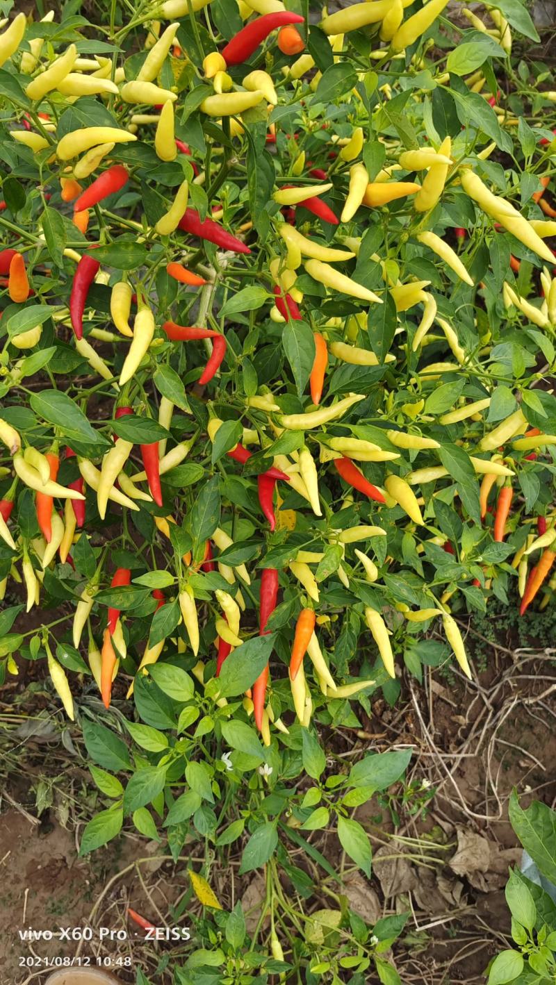 2025产新小米辣野山椒大量上市
