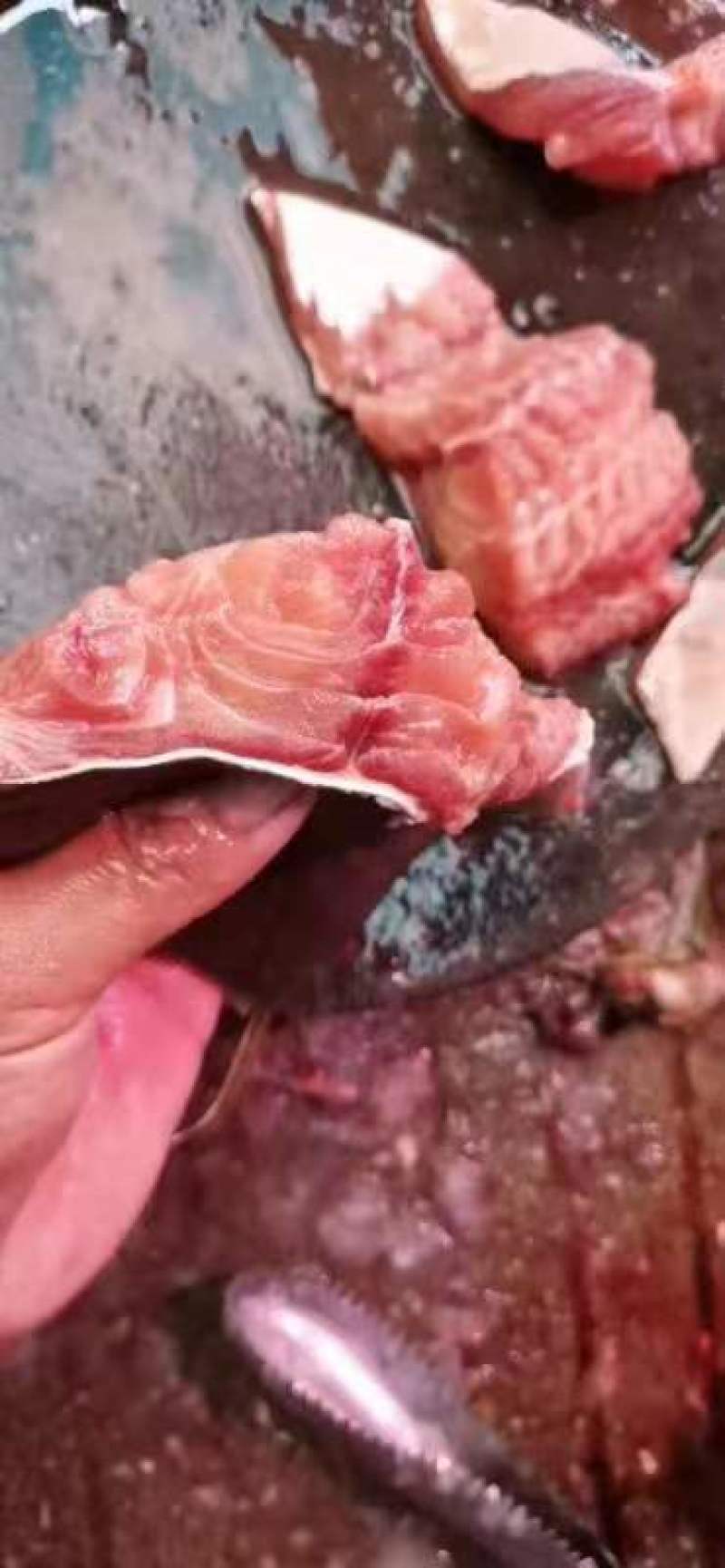 塘角鱼