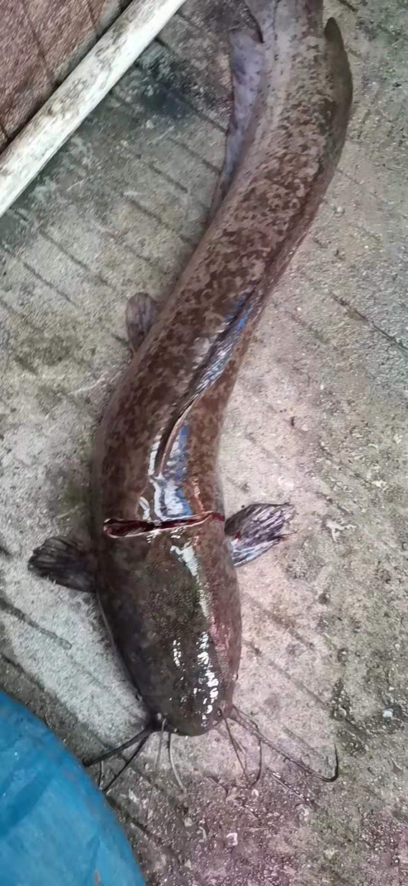 塘角鱼