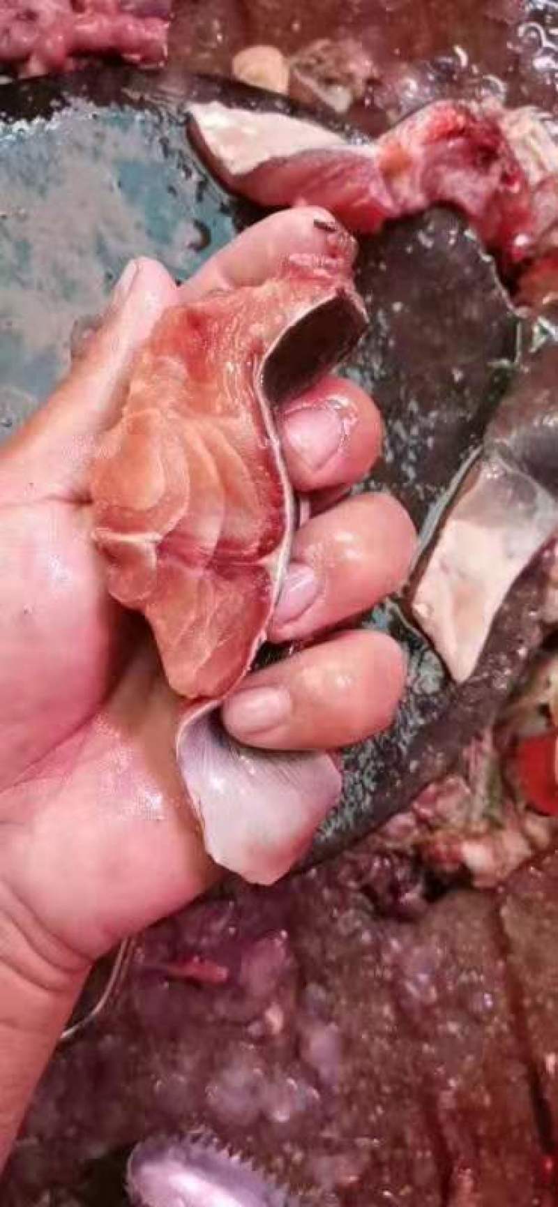 塘角鱼