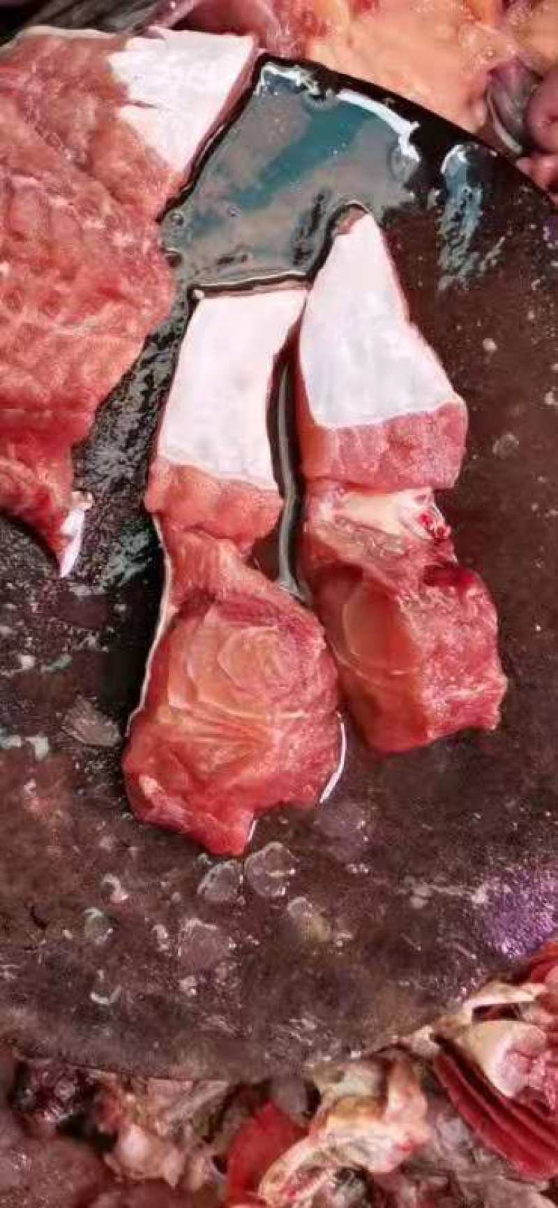 塘角鱼
