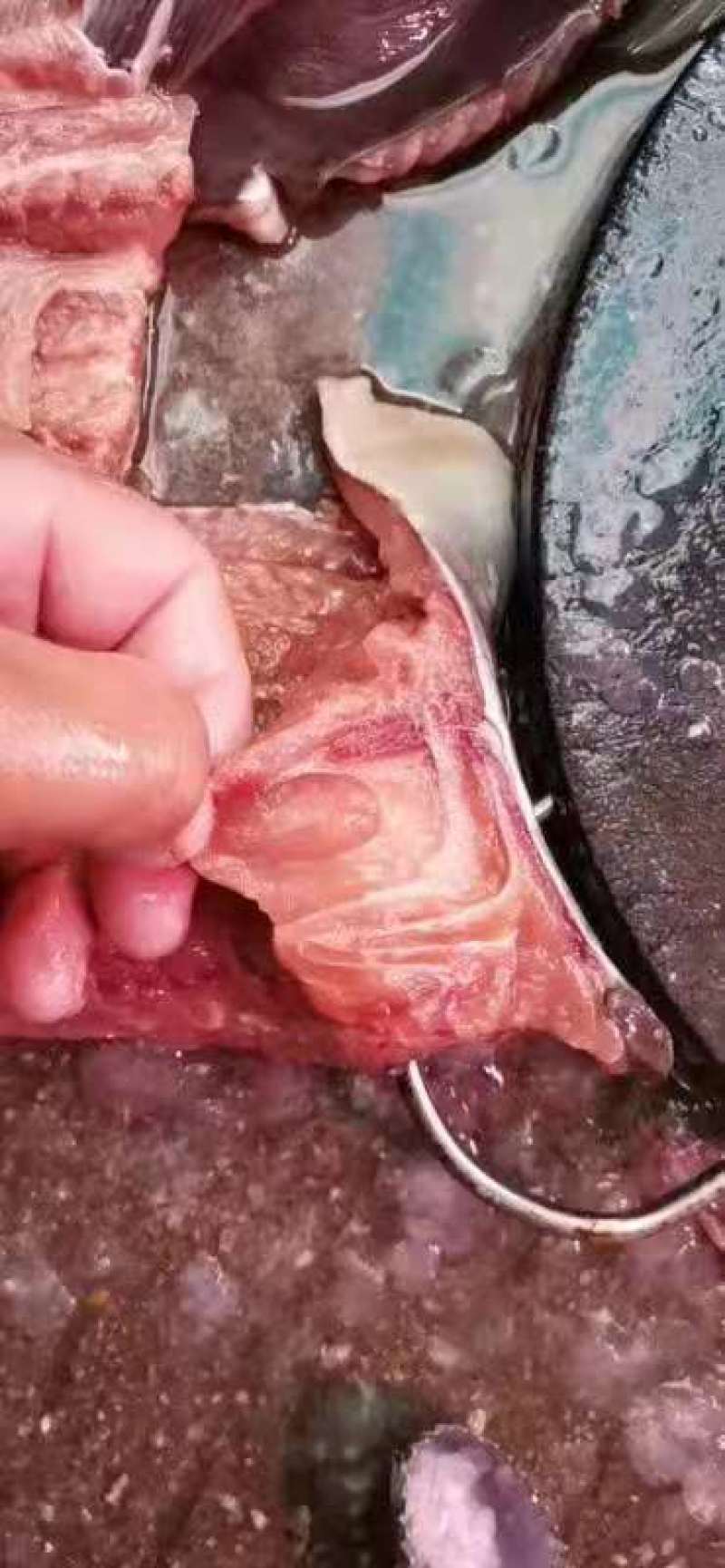 塘角鱼
