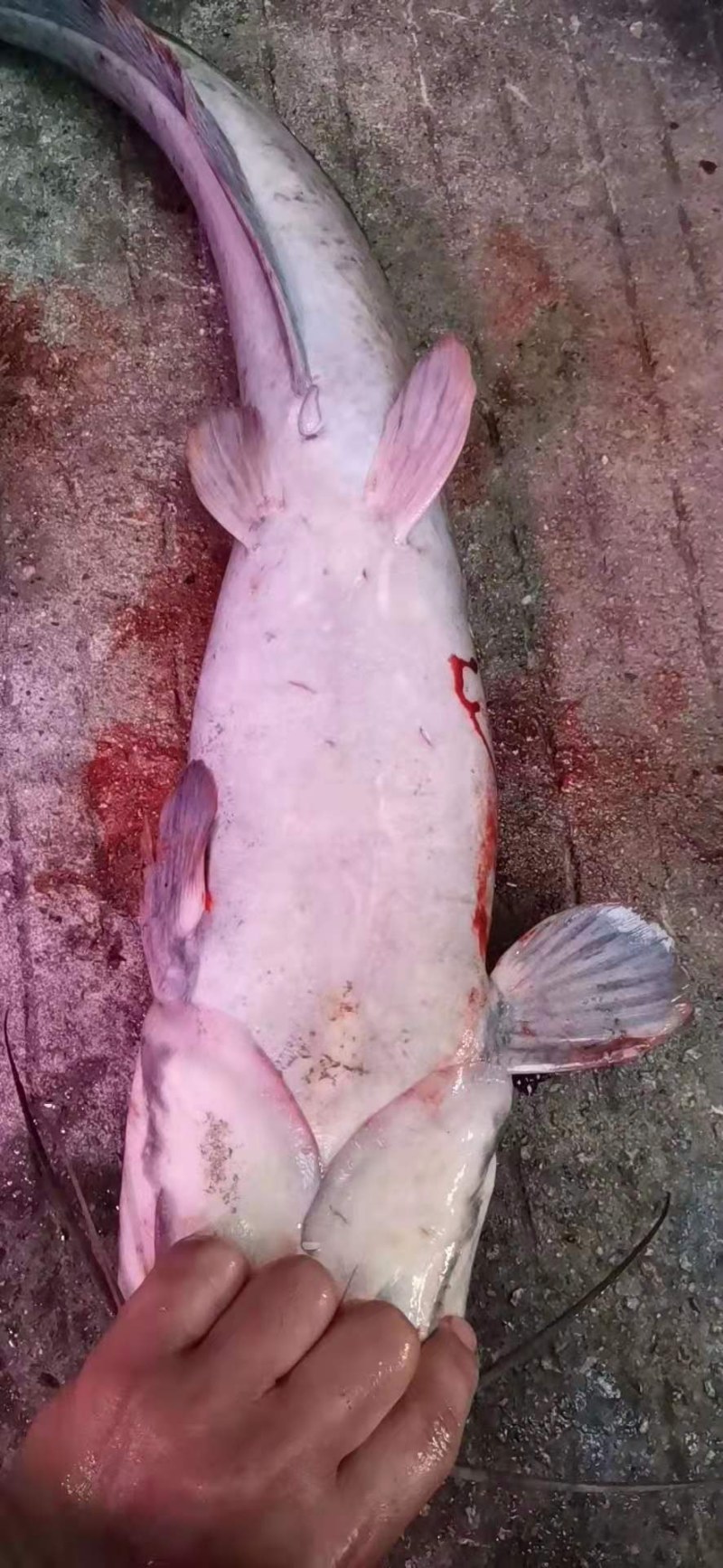 塘角鱼