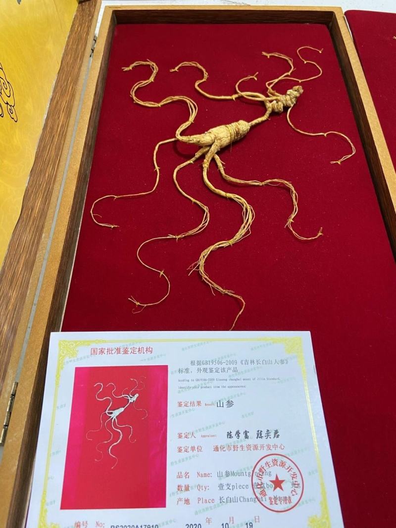 长白山野山参特价活动。精品木质礼品盒，参龄高