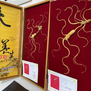 长白山野山参特价活动。精品木质礼品盒，参龄高