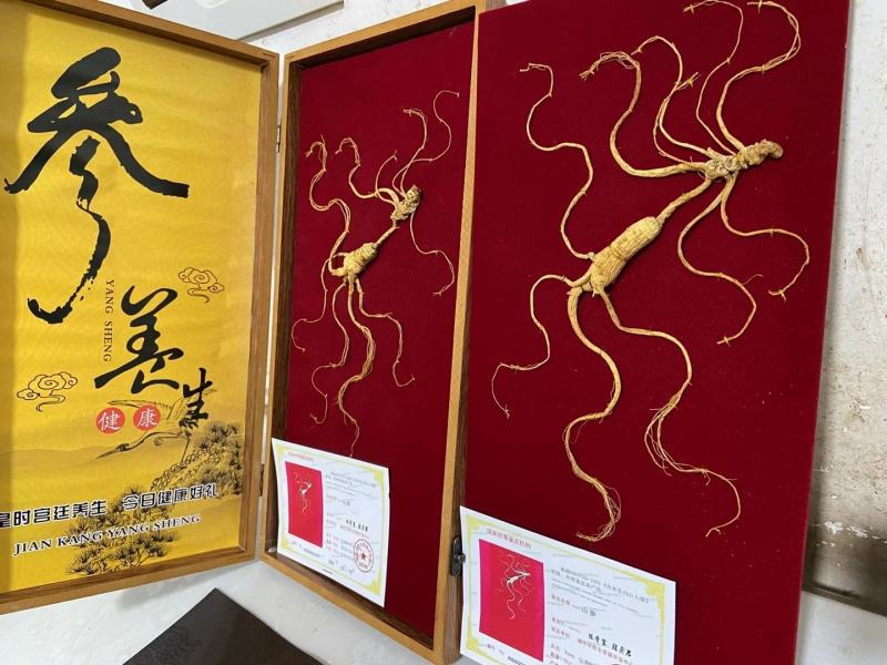 长白山野山参特价活动。精品木质礼品盒，参龄高