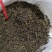 英德特产红茶，英红九号，特级礼盒茶叶浓香型，英九号红茶