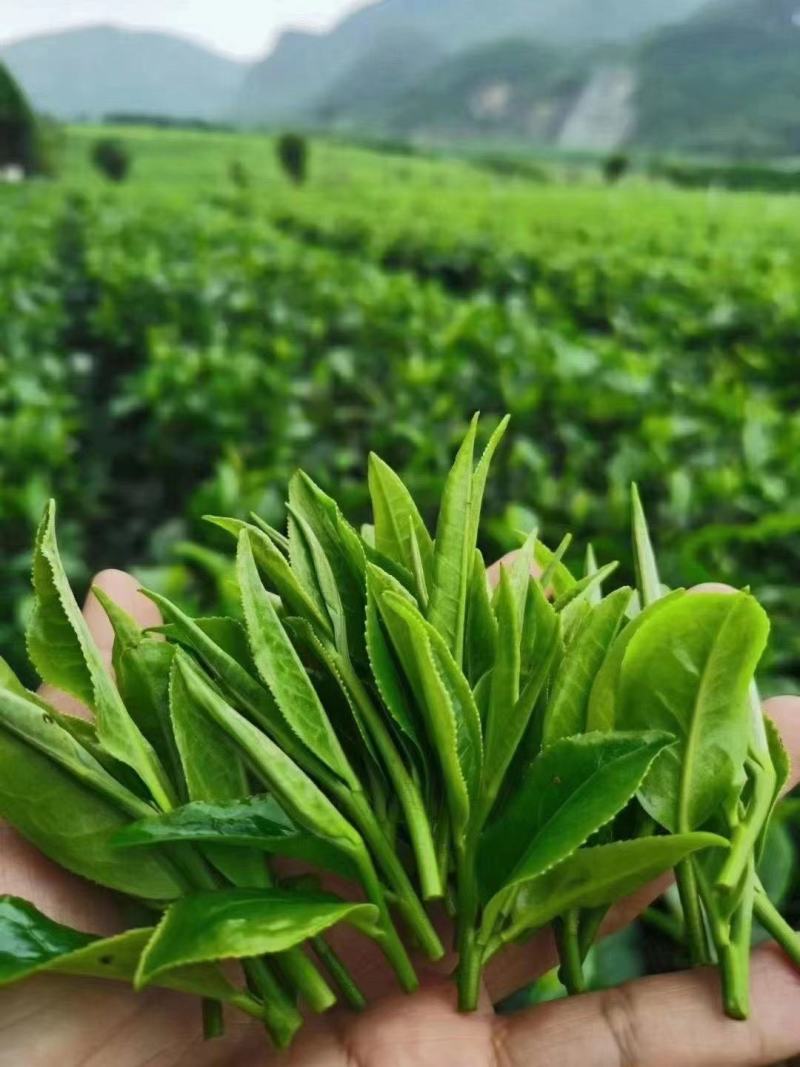 英德特产红茶，英红九号，特级礼盒茶叶浓香型，英九号红茶