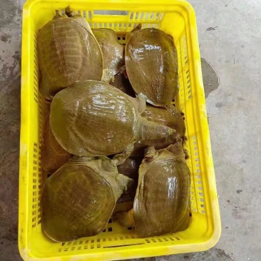 外塘小甲鱼老甲鱼批发，卤甲鱼，塘口直发，大小规格都有