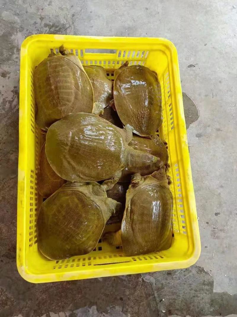 外塘小甲鱼老甲鱼批发，卤甲鱼，塘口直发，大小规格都有
