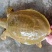 外塘小甲鱼老甲鱼批发，卤甲鱼，塘口直发，大小规格都有